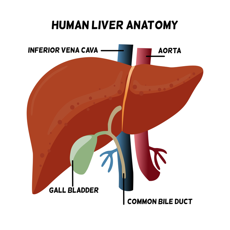 Human Liver Anatomy